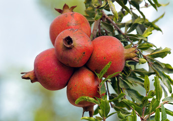 pomegranate close up on tree in a farm garden, Israel
