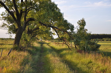 nadłamana gałąź © szuwarek77