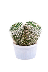 Two cactus in pot