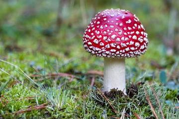 fly amanita
