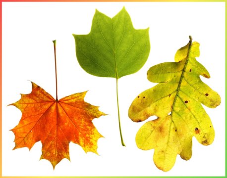 autumn leaves > acer, liriodendron, quercus