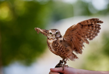 Naklejka premium Burrowing Owl