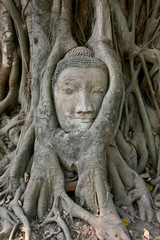Buddha Head in trree , thailand