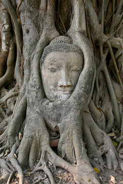 Buddha Head in trree , thailand