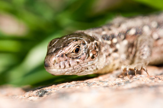 angry lizard