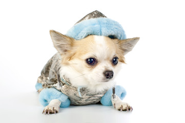 Chihuahua dressed in silver winter coat with blue artificial fur