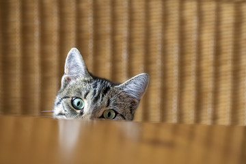curious young kitten looking over a table.