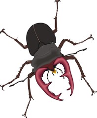 stag beetle