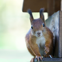 Squirrel looking at camera