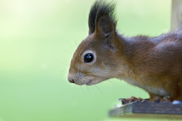 Squirrel portrait close up