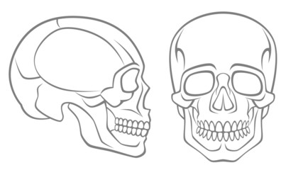 human skull