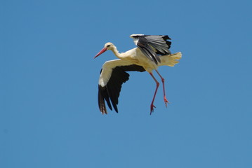 cigogne en plein vol