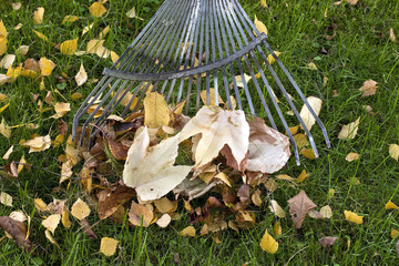 autumn leaves and rake on lawn