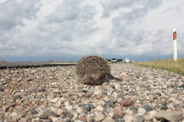 Dead hedgehog on a road
