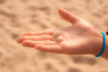 Girl hands with shells