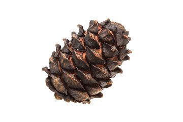 pine cone