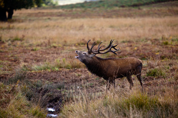 bugling stag