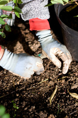 Obraz premium Planting flower bulbs