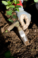 Planting flower bulbs