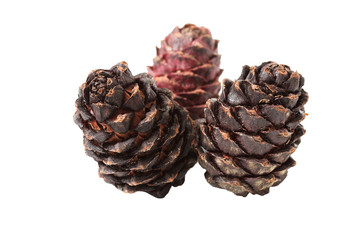 pine cone
