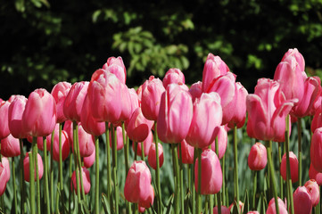 Close-up view of a field of softly colored pink tulips