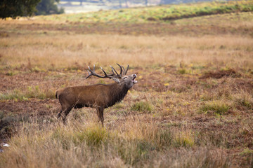 stag bugling