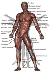 anatomy of human muscles (front)