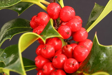 holly and berries