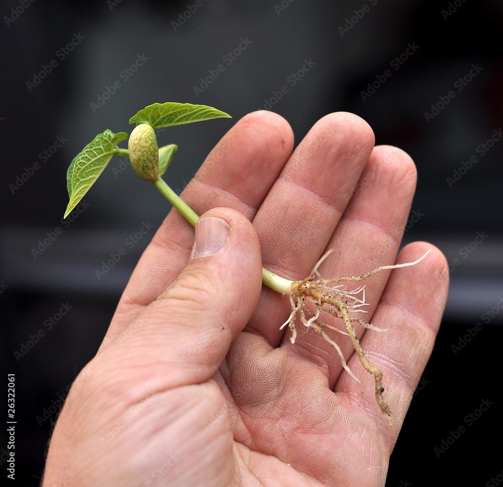 Poster Plante qui pousse