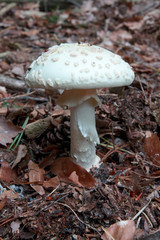 Grüner Knollenblätterpilz