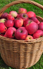 red apple organic