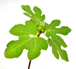 figue isolé