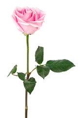 single rose