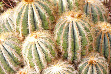 Green cactuses
