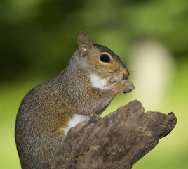 Hands folded squirrel