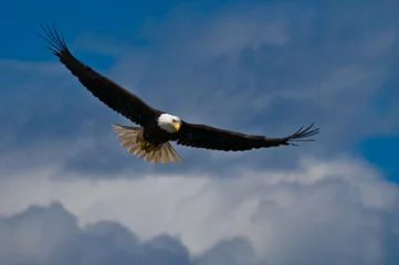Fototapete Adler Weißkopfseeadler im Flug