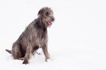 Irish wolfhound