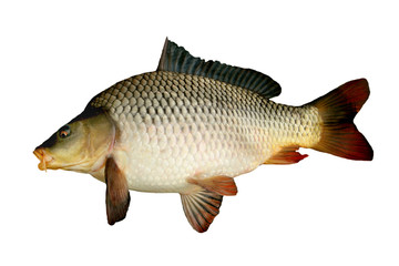 big carp