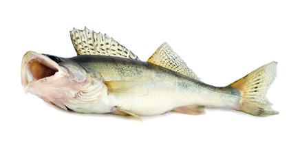 Pikeperch