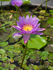 Pink lotus flower