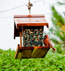 Cardinal sur une mangeoire