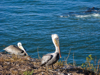 Pelican Family