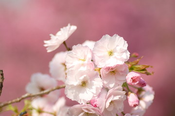 八重桜　double cherry blossoms