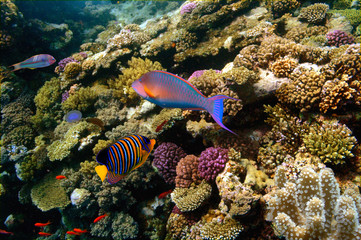 Naklejka na ściany i meble Underwater photo of a hard-coral reef