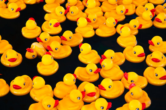 Yellow ducks in a pool 2