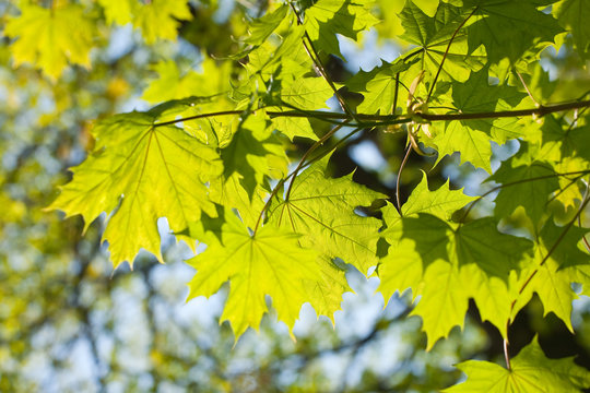 maple leaves, brightly backlit