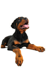 Fototapeta premium chiot rottweiler
