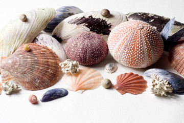Seashell collection