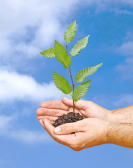 tree seedling in hands as a symbol of nature protection