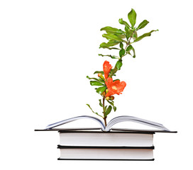 flower growing from an open book